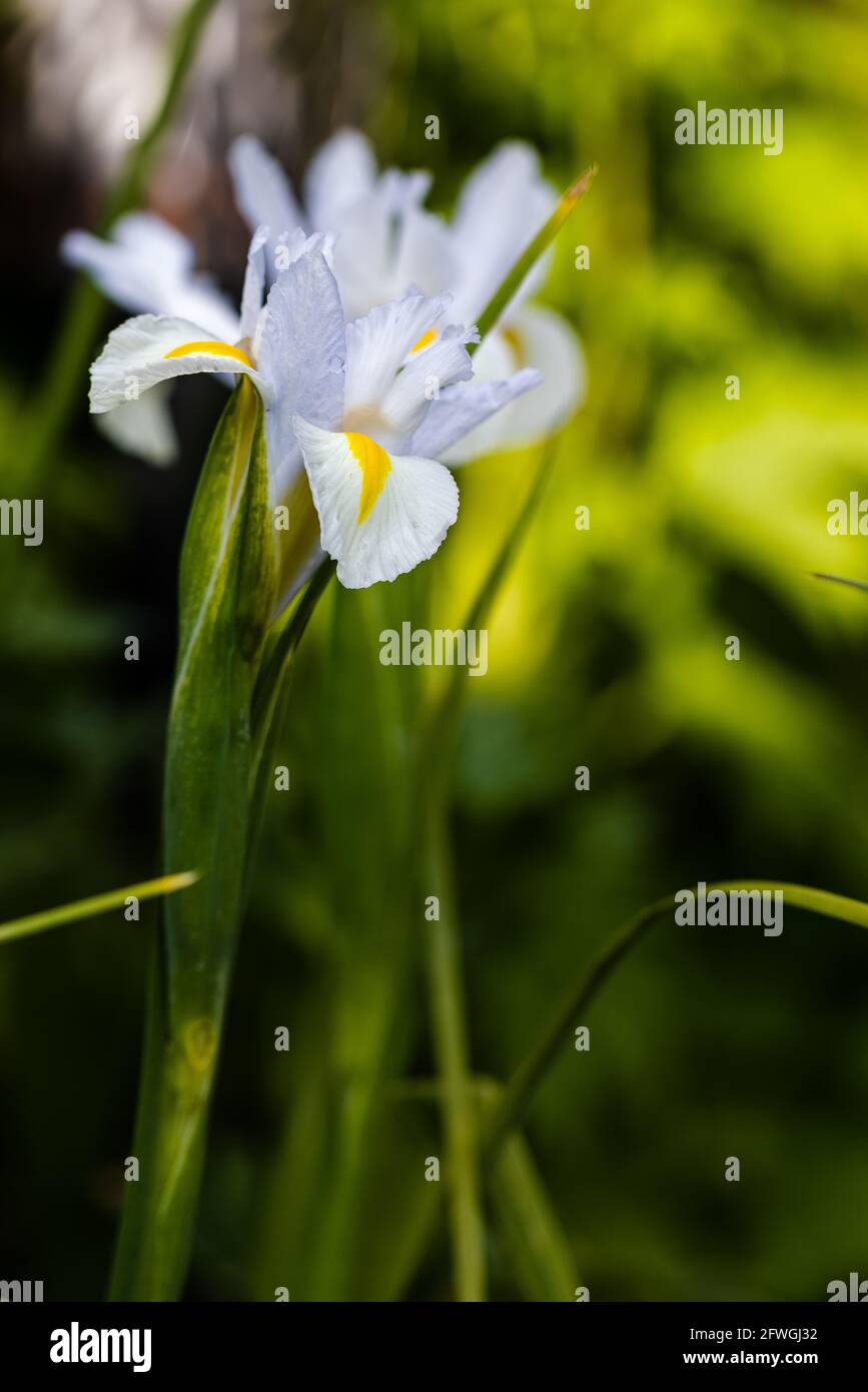 Iris ‘White Excelsior’ Stock Photo