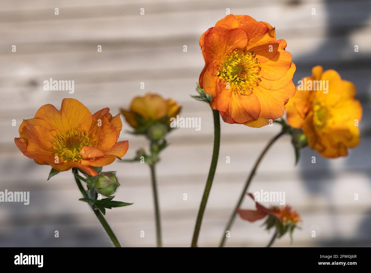 Geum 'Totally Tangerine' Stock Photo Alamy