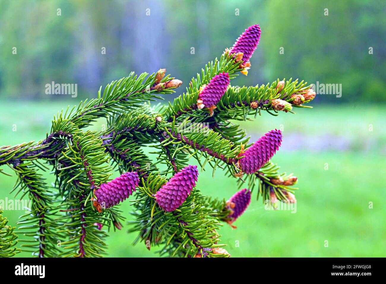 Norwegian spruce with flowers (Picea abies) Sweden   Photo: Bengt Ekman / TT / coed 2706 Stock Photo