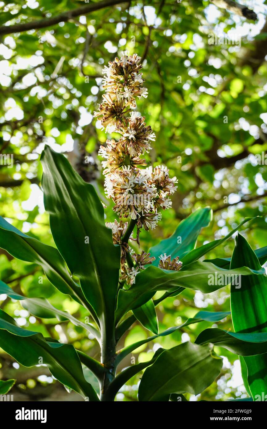 Vertical shot of a blooming fragrant dracaena plant growing in the garden  Stock Photo - Alamy