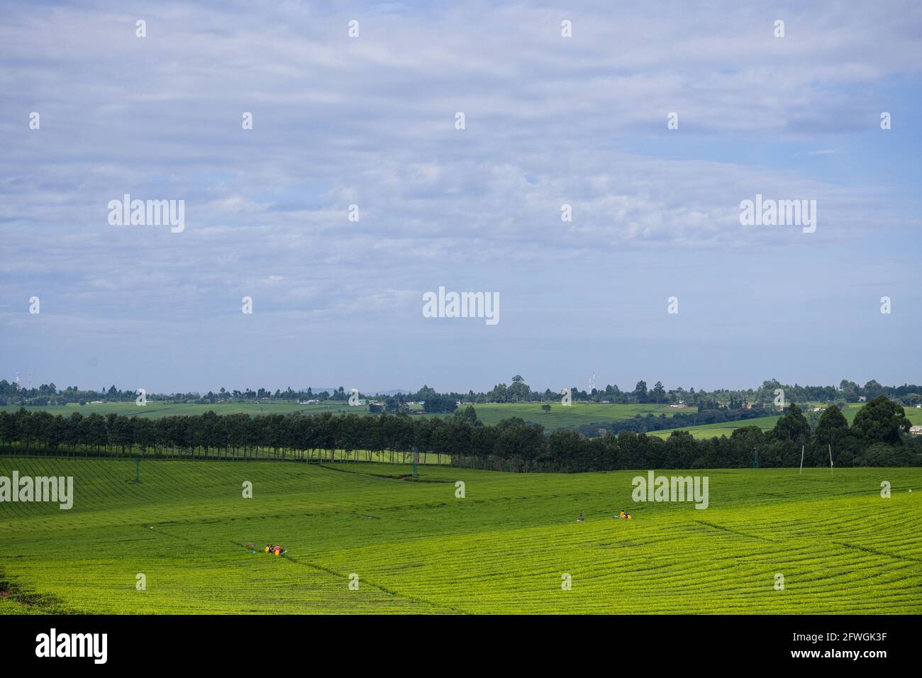 James finlay kericho hires stock photography and images Alamy