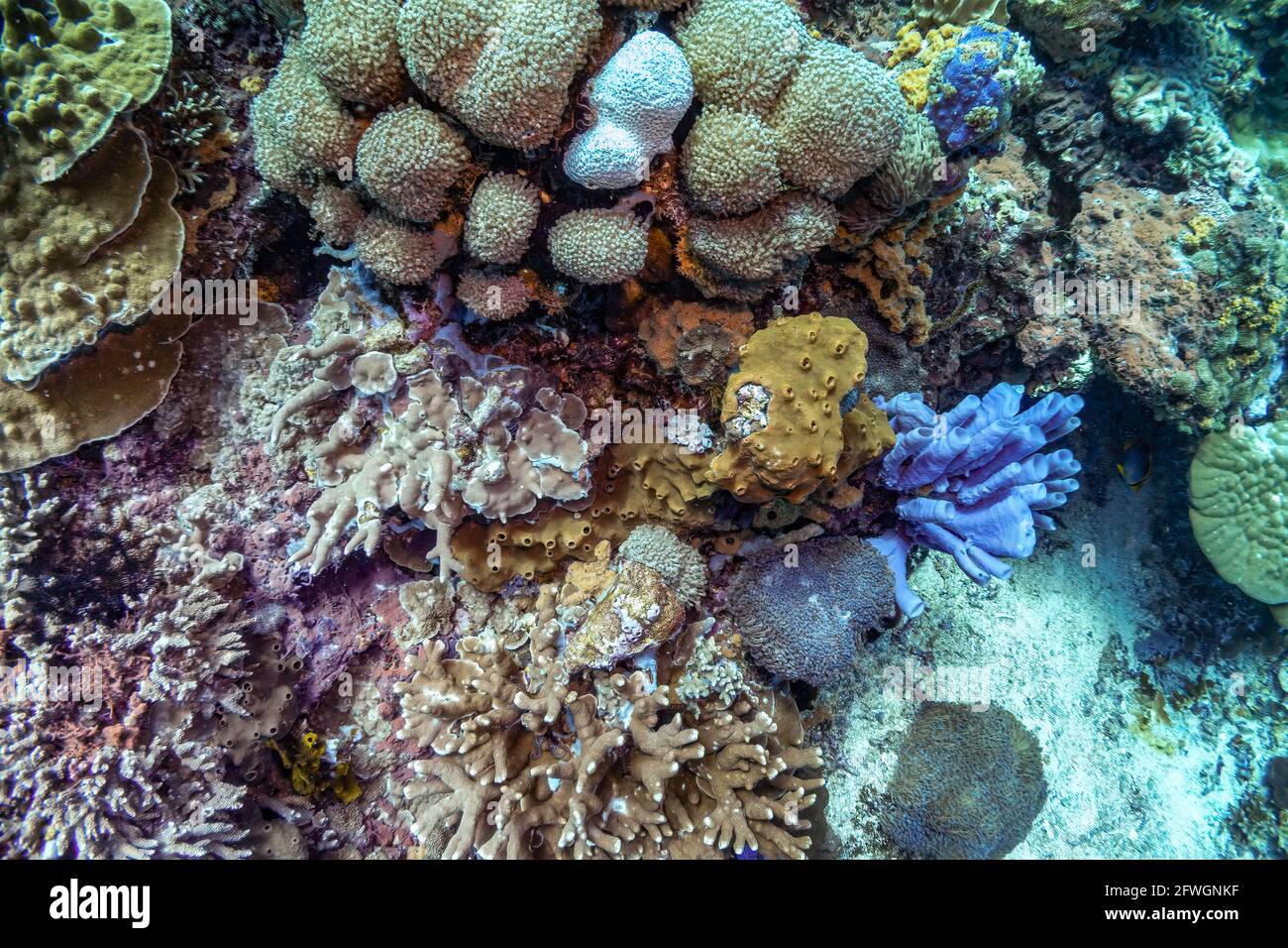 Close up photo of blue tube sponge at the side of densely populated