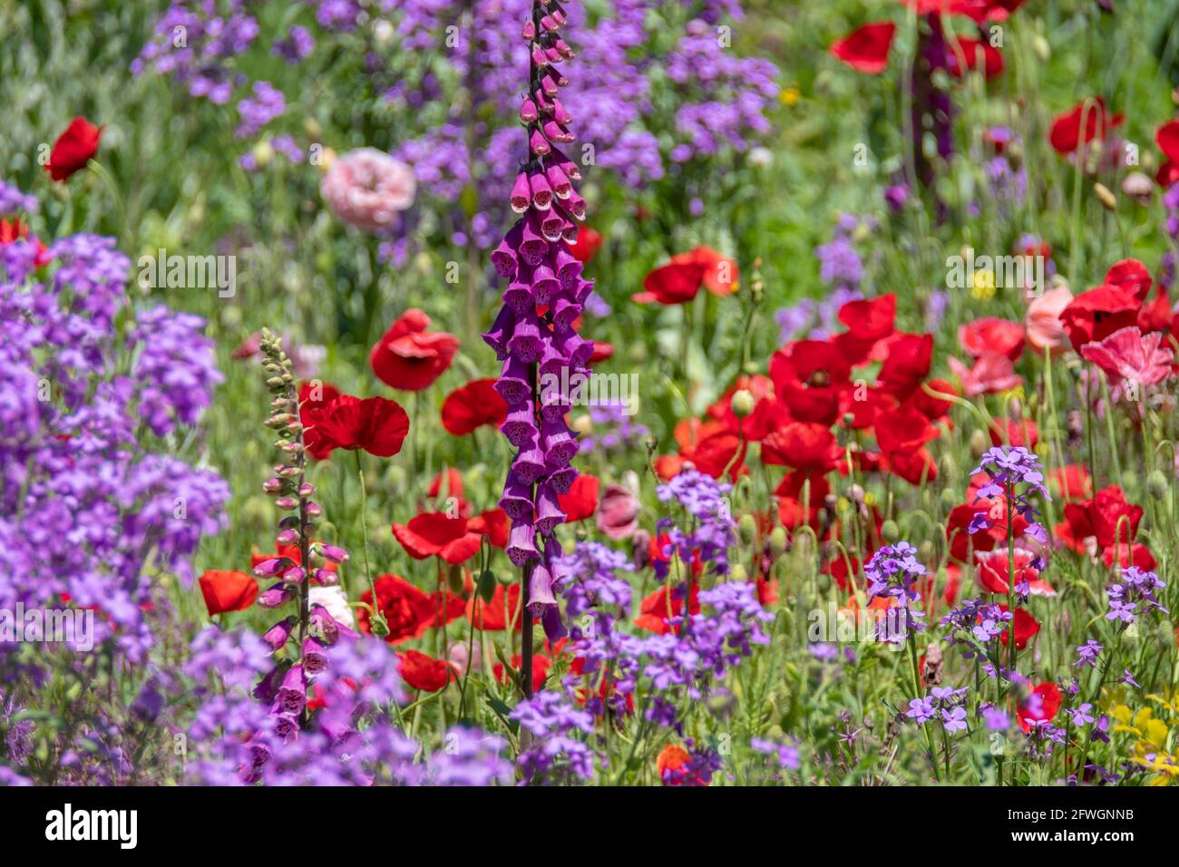 Colorful Spring Flowers Stock Photo - Alamy