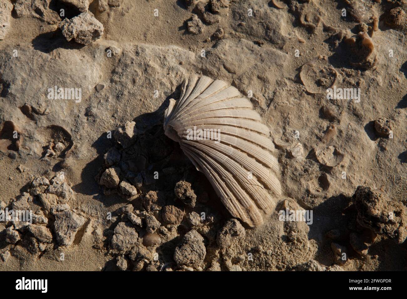 Scallop shell  marine on a volcanic beach ash Milos Greece Stock Photo