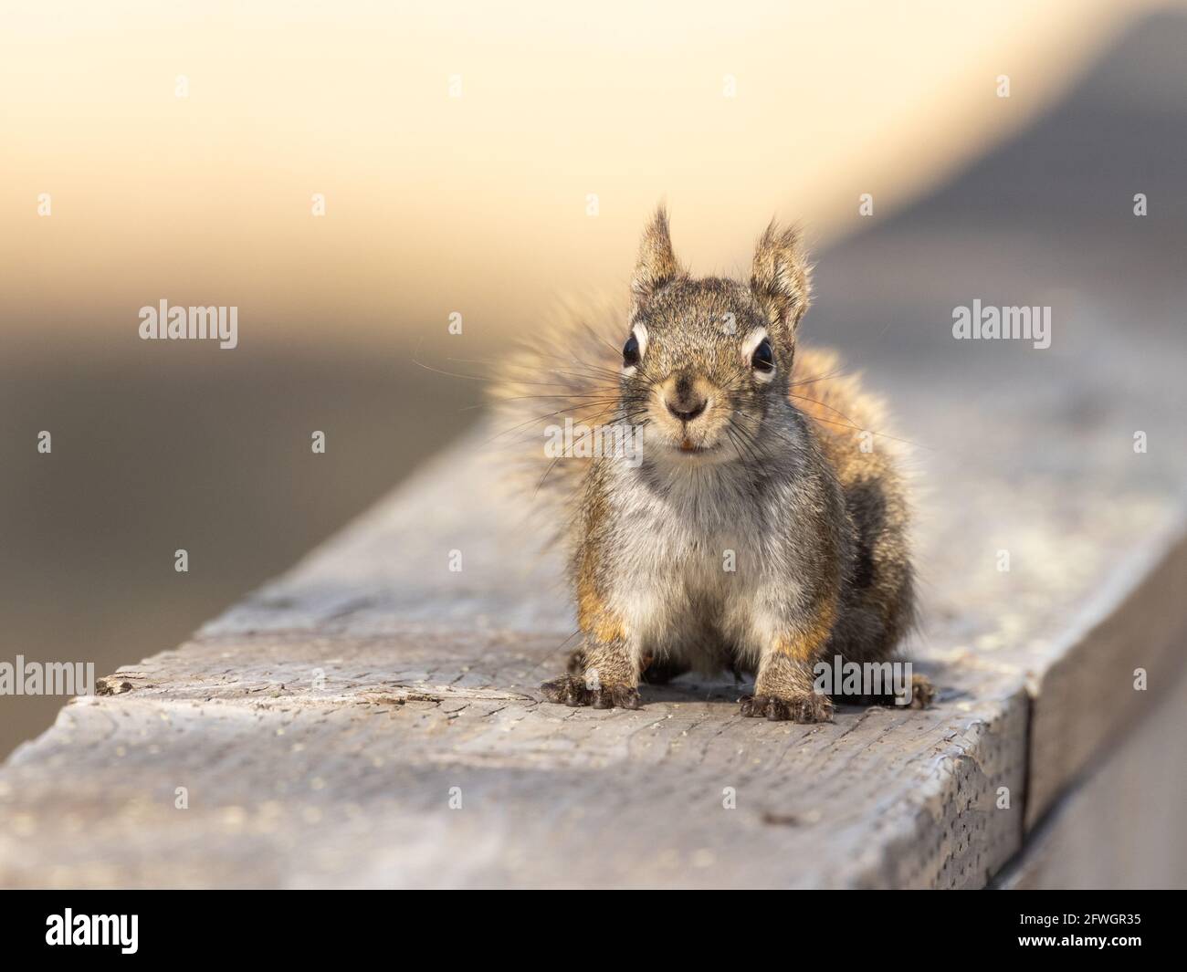 An American tree squirrel in Alaska Stock Photo Alamy