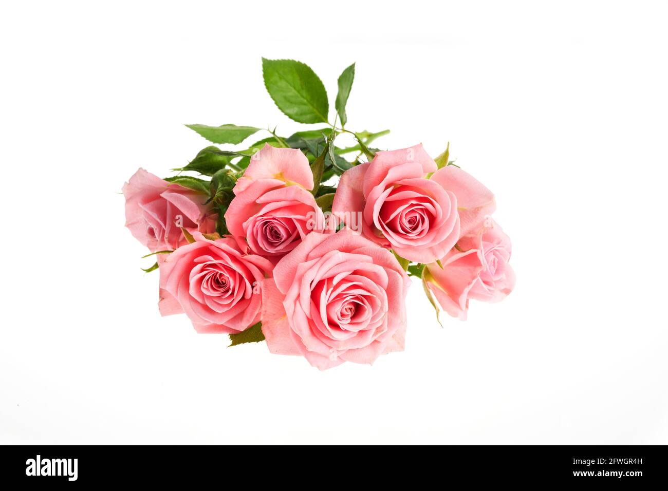 Beautiful pink rose flowers arrangement isolated on white background ...