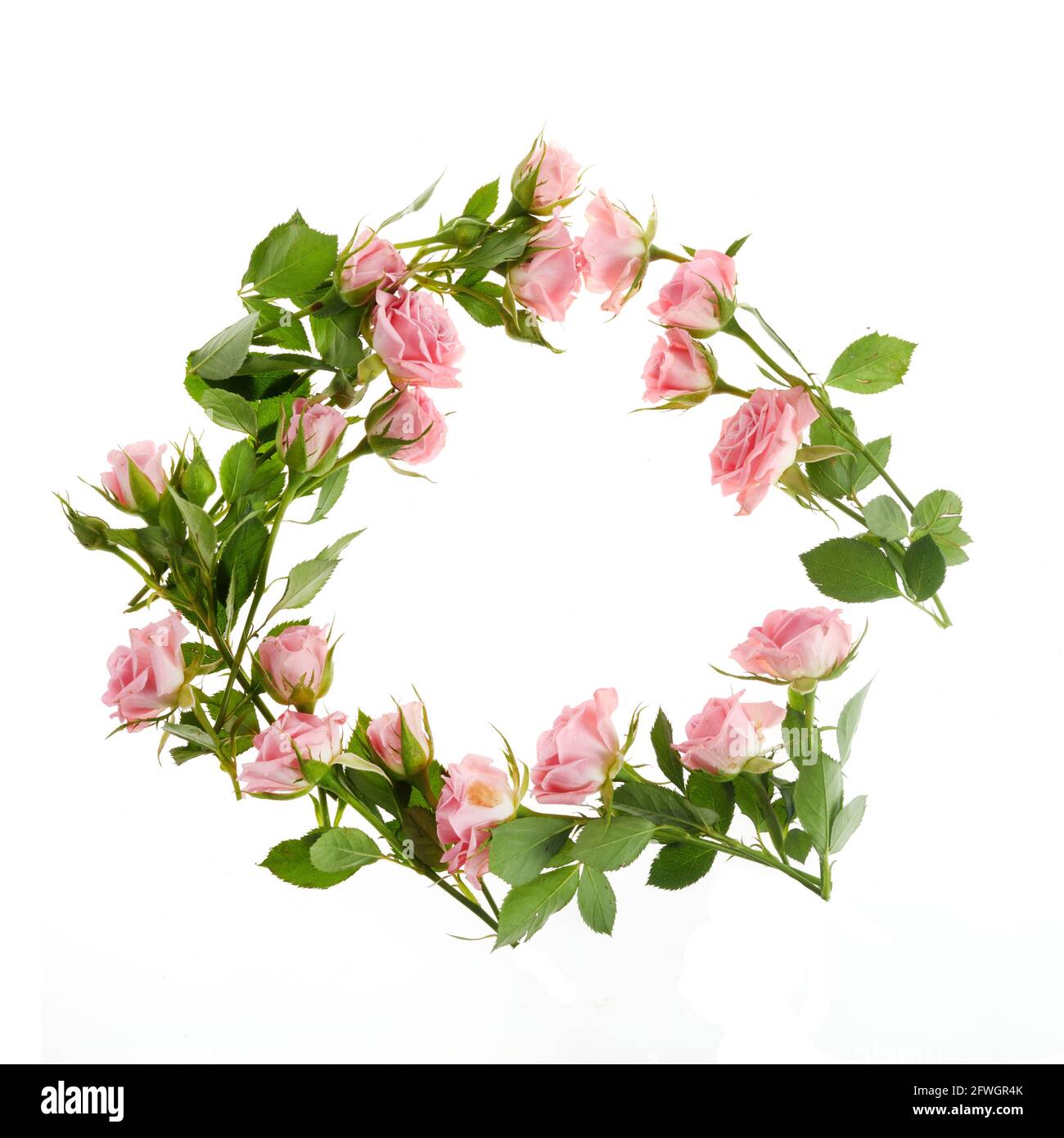 Pink roses framework on white background. Flat lay Stock Photo - Alamy