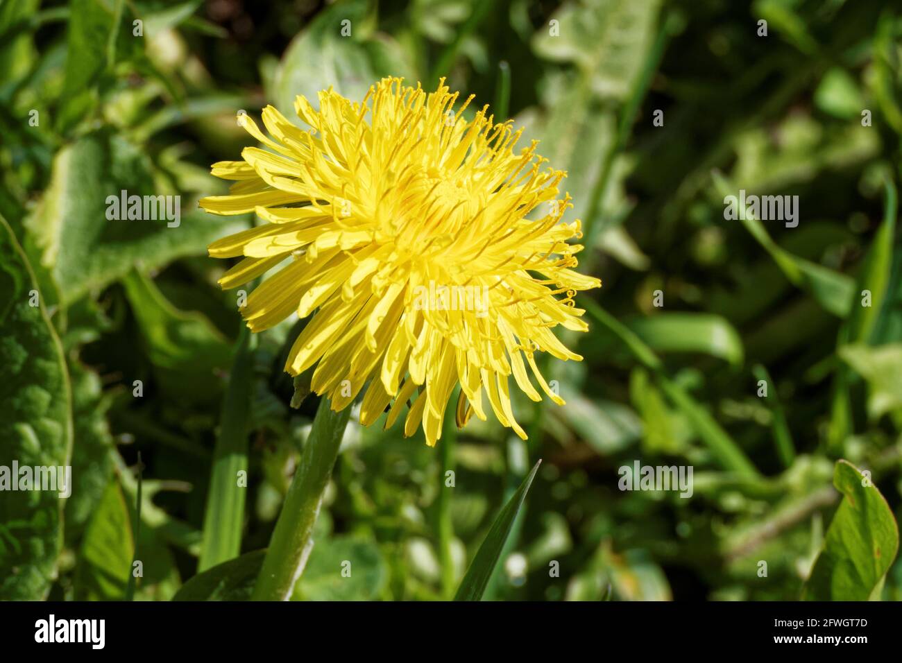 Photo of a blooming dandelion,   The genus of perennial herbaceous plants of the family of the Astropeus, or the Complexaceae (Asteraceae) Stock Photo