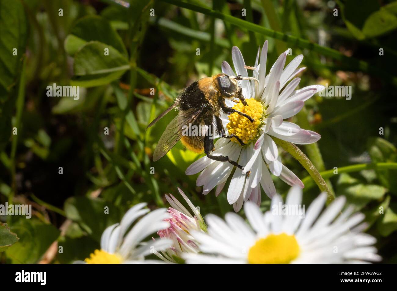 macro of a bee on a white flower collecting nectar Stock Photo