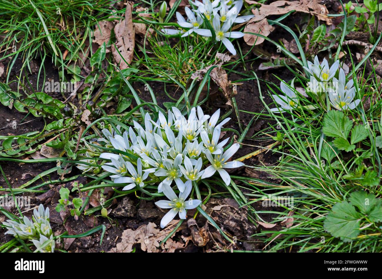 Close up of white  flower Ornithogalum umbellatum also Star of Bethlehem Grass Lily, Nap-at-Noon, Eleven-o clock Lady in the garden, Sofia, Bulgaria Stock Photo