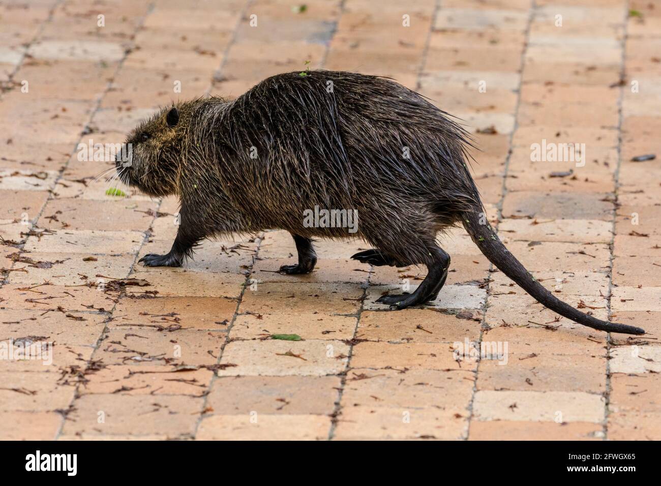 Münster, NRW, Germany. 22nd May, 2021. The coypu mum confidently strolls through the botanical gardens. A family of wild nutria (also called coypu or beaver rat, Myocastor coypus), mum and her three roughly 4 week old babies, have taken up residence by the pond at Münster Botanical Gardens, much to the delight of visitors who enjoy spotting the cute family, but to the dismay of gardeners and staff who are not allowed to move the family, and complain that the animals munch their way through some of their treasured plants and flowers. Credit: Imageplotter/Alamy Live News Stock Photo