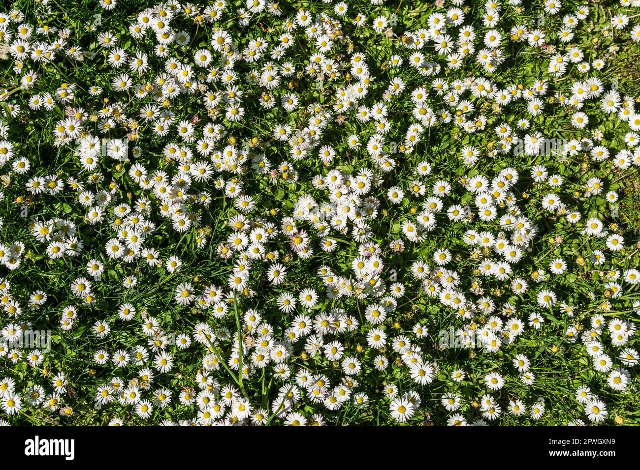 Chamomile or daisy flowers on the green grass as background Stock Photo ...