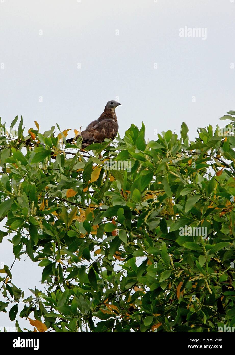 Oriental Honey-buzzard (Pernis ptilorhynchus) perched on top of tree Sabah, Borneo              January Stock Photo