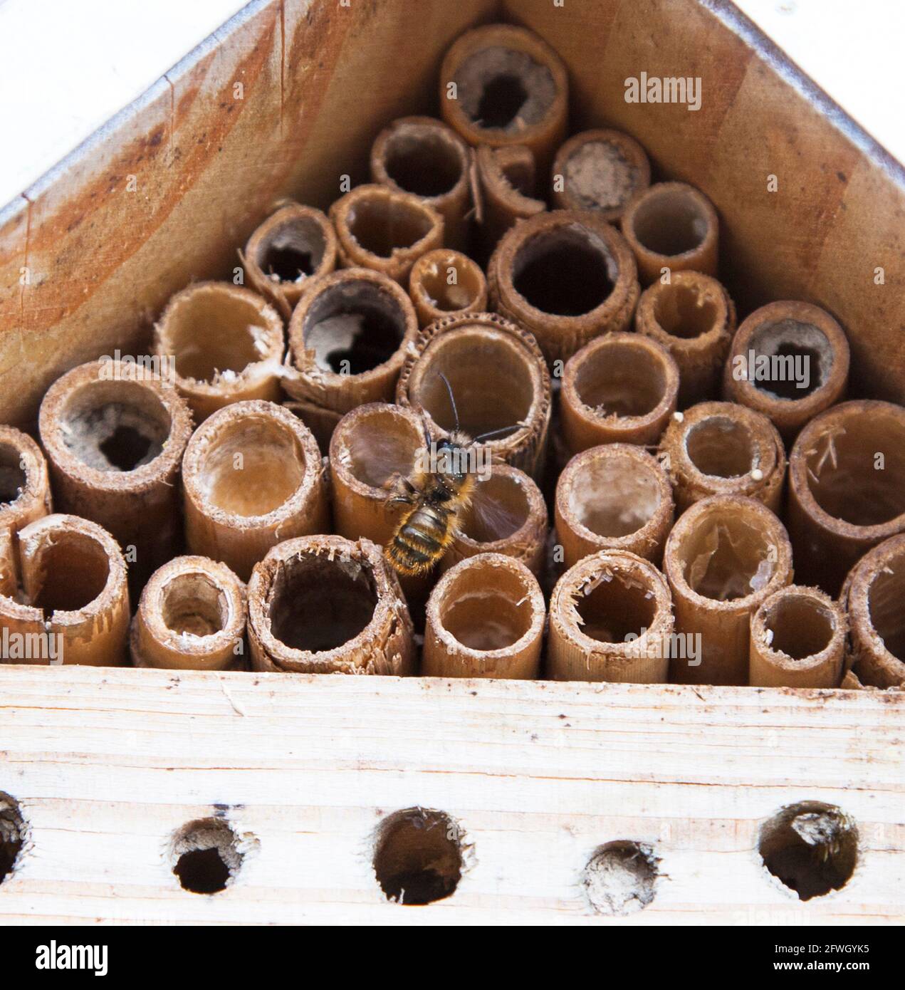 MASON BEE Osmia Solitary bee Stock Photo