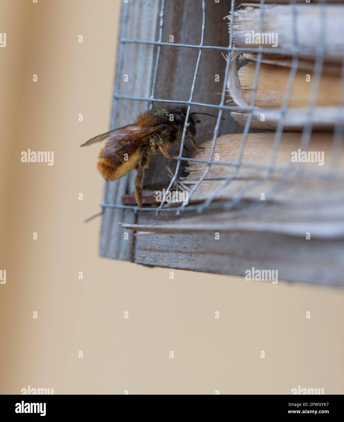MASON BEE Osmia Solitary bee Stock Photo