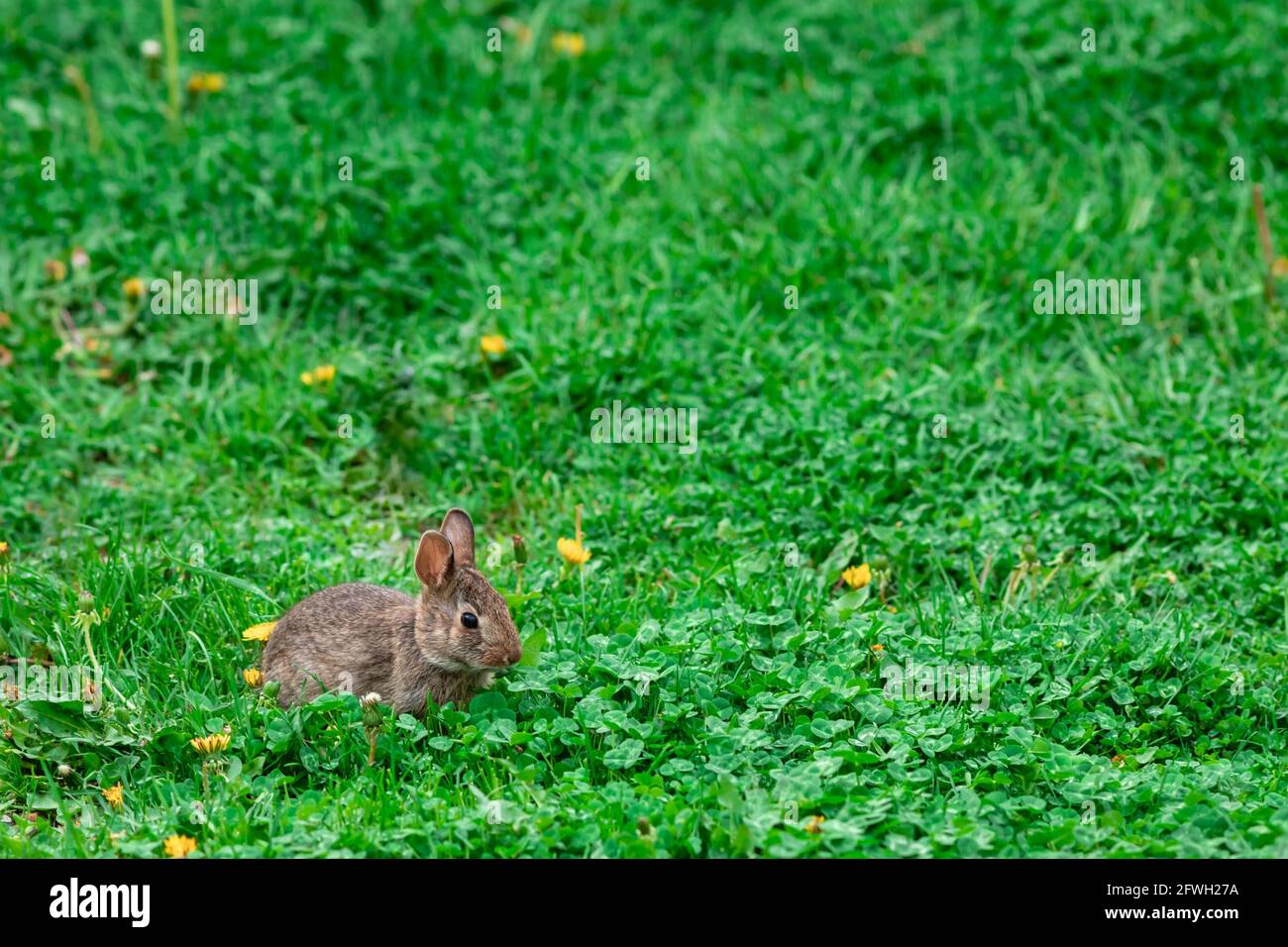 A wild, juvenile bunny rabbit is resting in a field of vibrant green