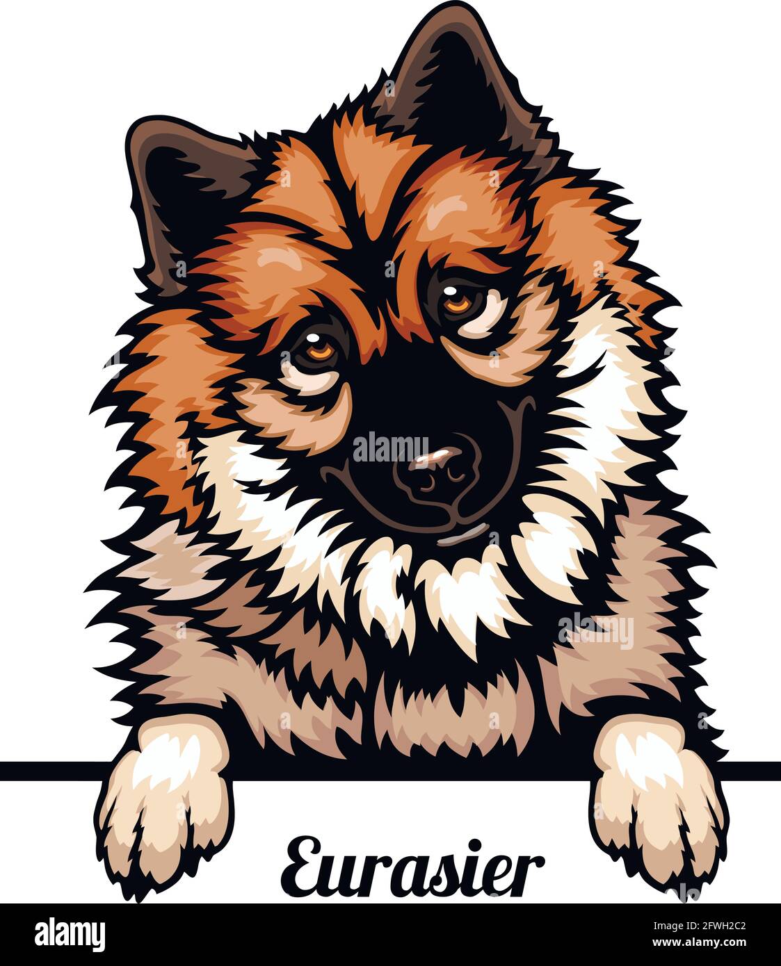 Eurasier - dog breed. Color image of a dogs head isolated on a white background - vector stock Stock Vector