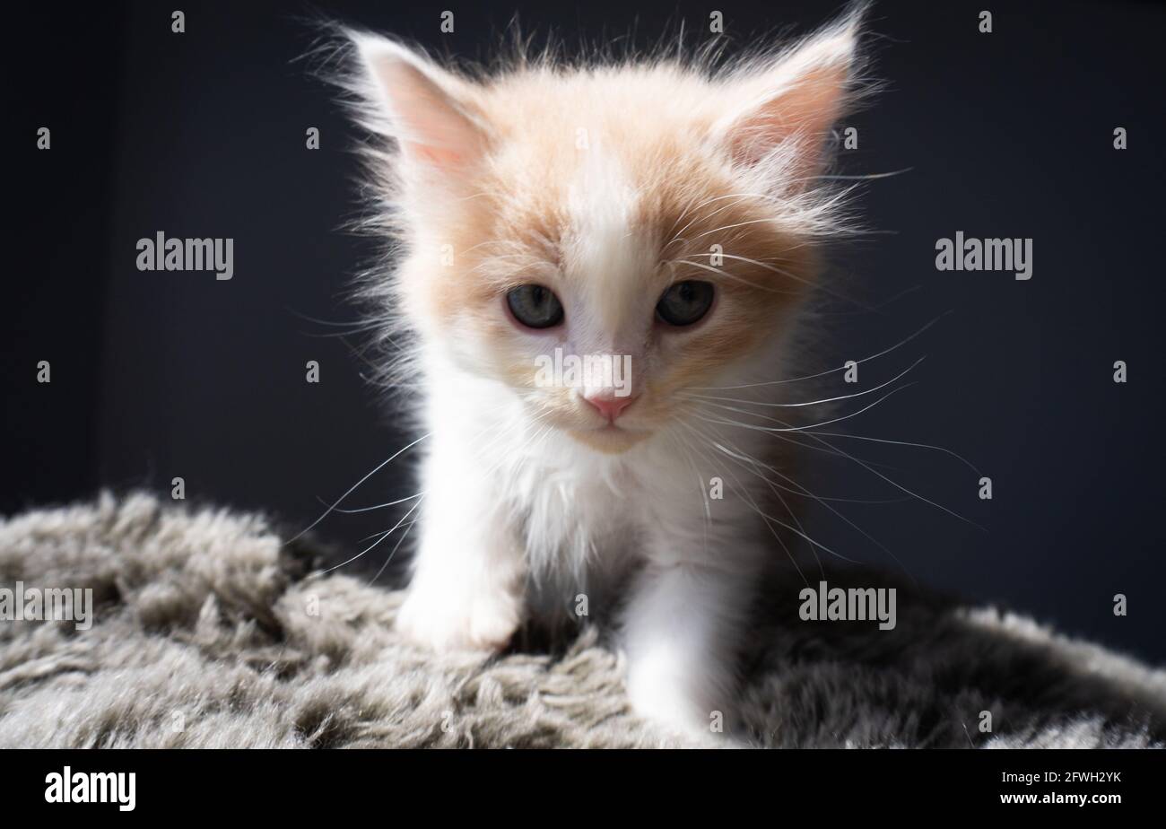 An orange and white buff ginger kitten -- 7 weeks old -- poses on a fluffy pillow with dark background Stock Photo