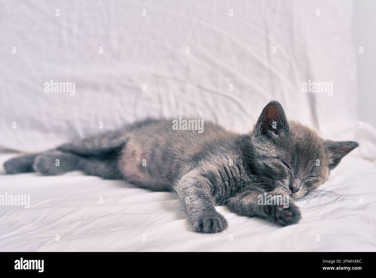 Adorable grey cat sleeping on the bed Stock Photo - Alamy