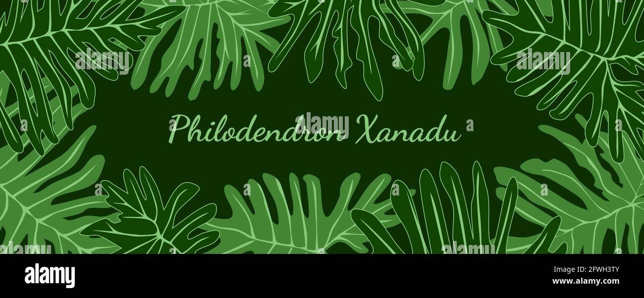 Philodendron xanadu tropical leaves frame with place your text. Green foliage banner background vector illustration. Stock Vector