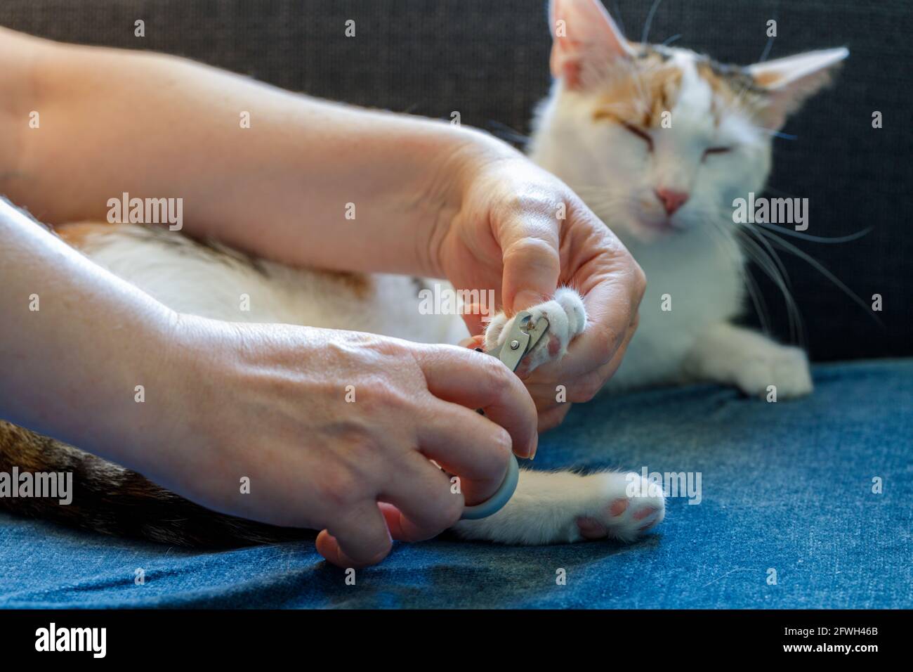 Clipping claws hires stock photography and images Alamy
