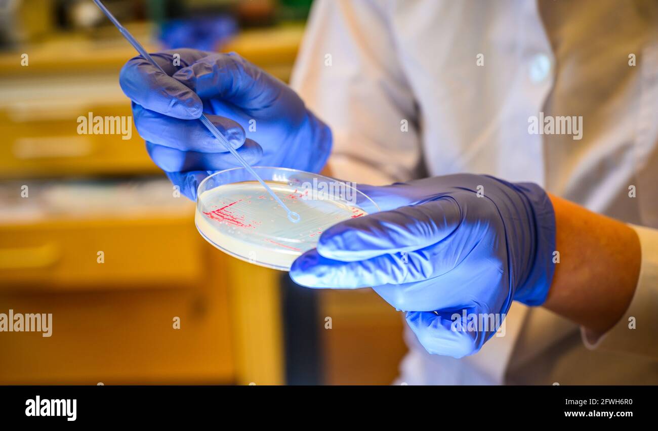 Woman scientist picking up colony of a red bacteria from agar plate  in a molecular biology laboratory for the isolation of drug resistant mutants Stock Photo