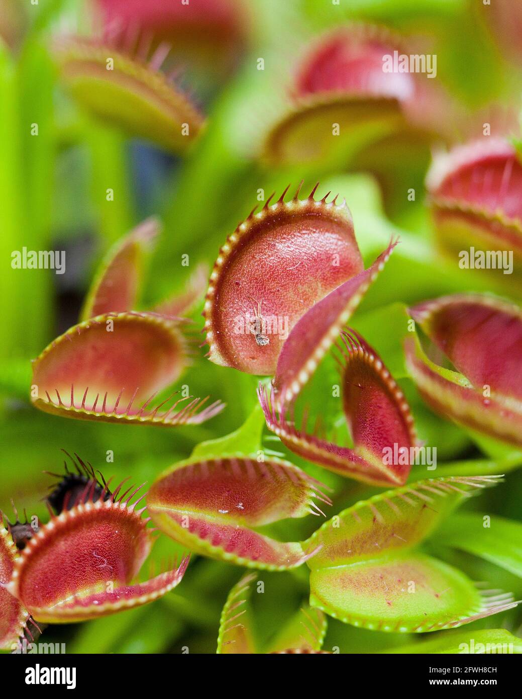 Venus flytrap plant (Dionaea muscipula) - USA Stock Photo