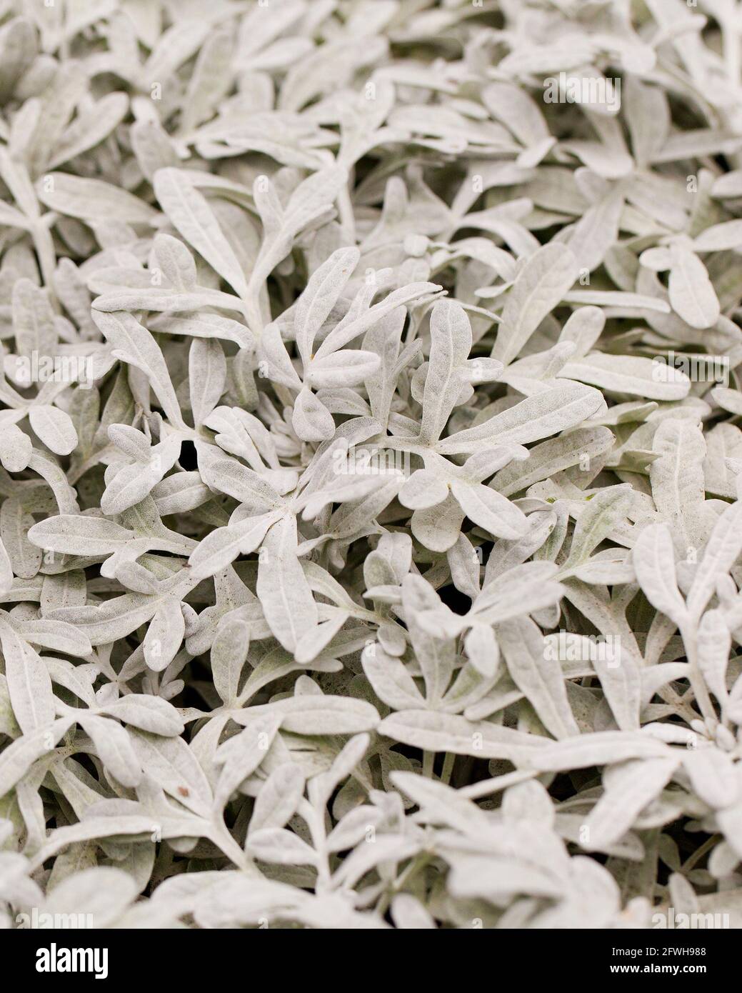Silver Brocade Artemisia plant (Artemisia stelleriana) - USA Stock Photo
