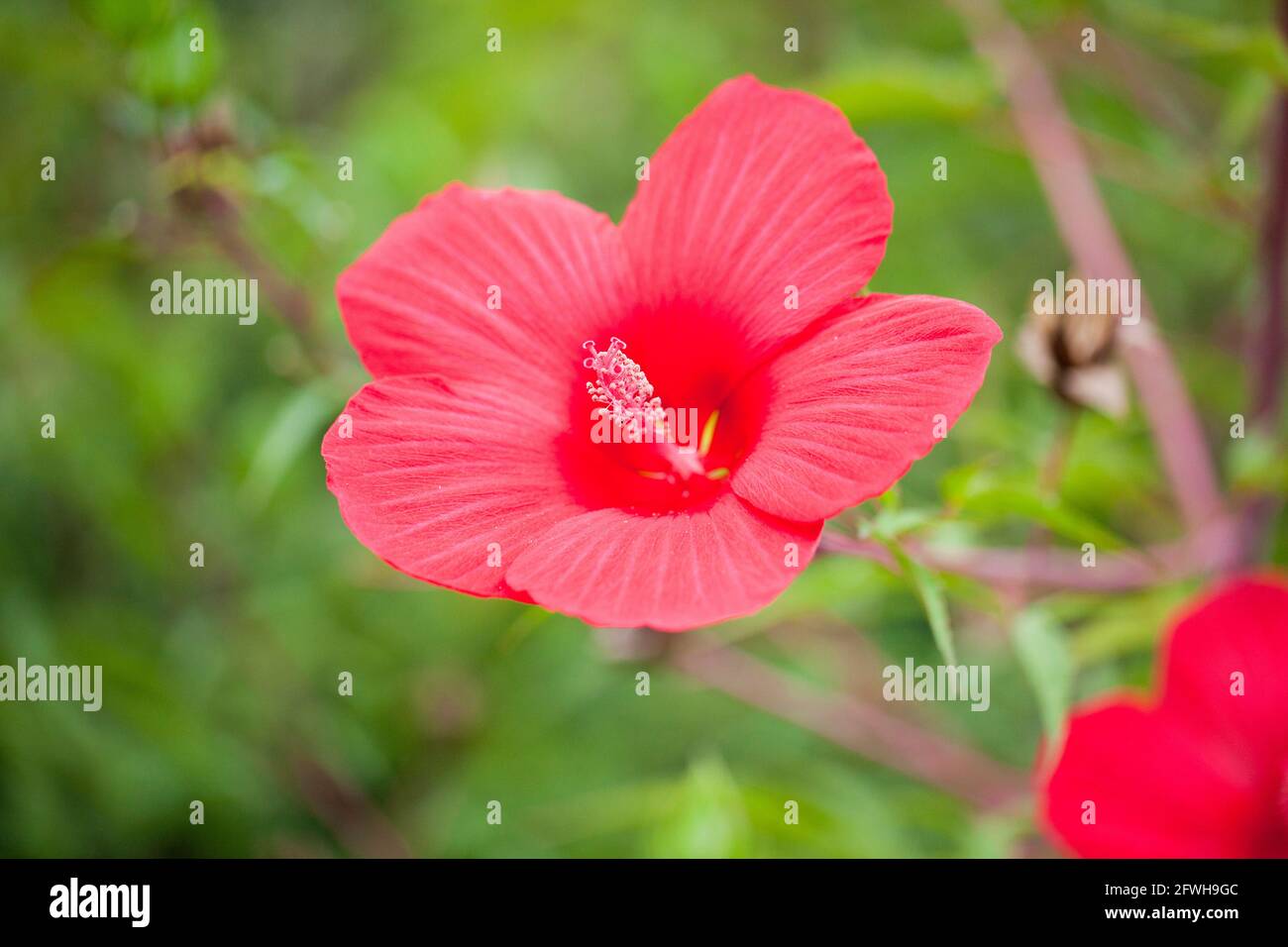 Red Hibiscus flower - USA Stock Photo