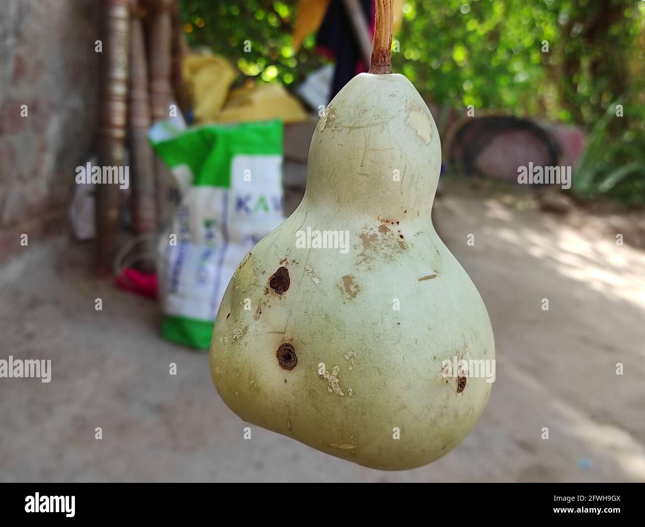 Ripe calabash fruit in the garden Stock Photo - Alamy
