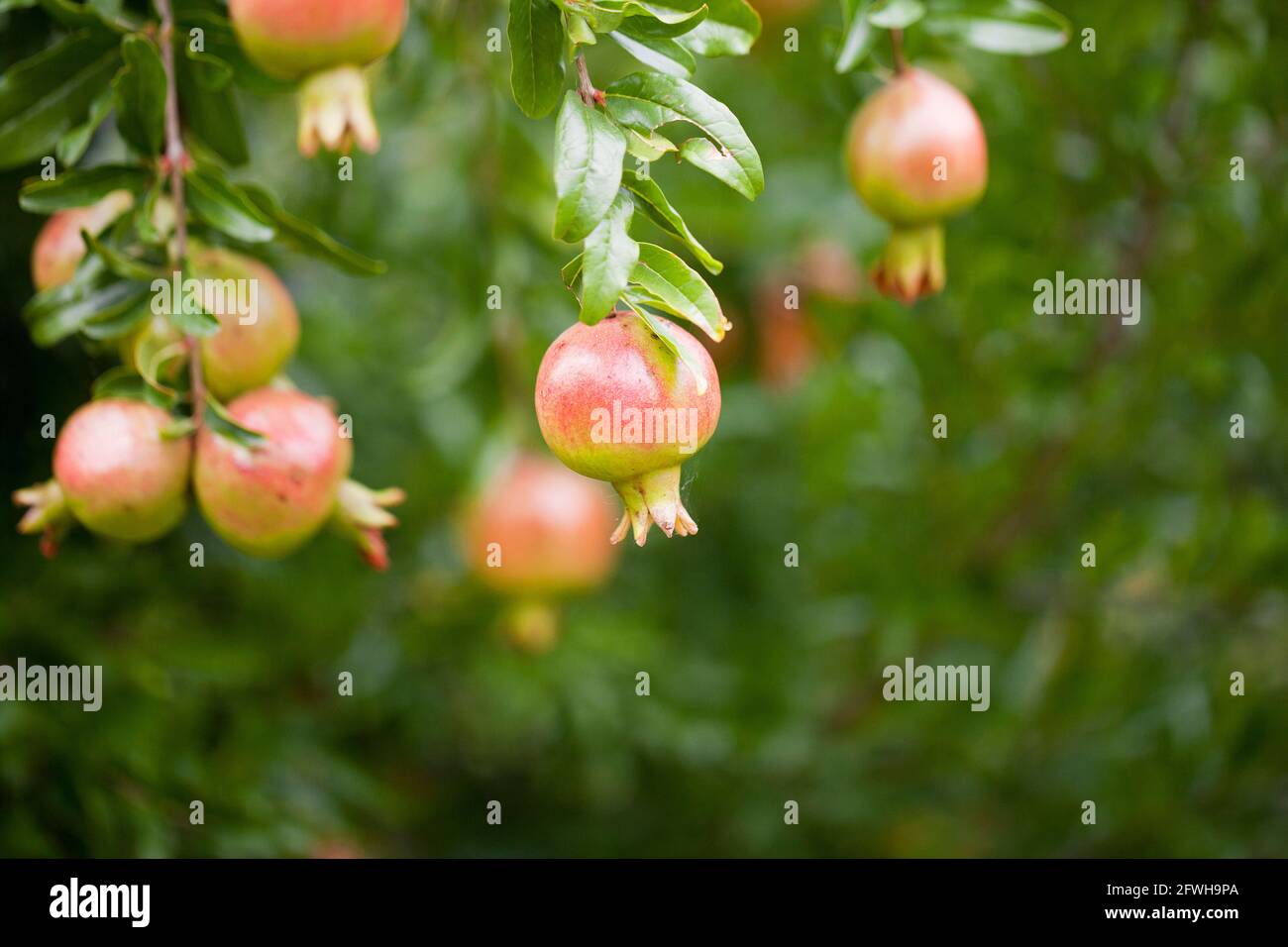 Dwarf Pomegranate fruits on tree (Punica granatum Nana) Stock Photo