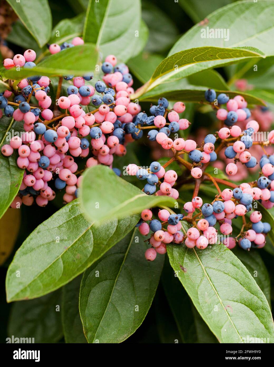 Possumhaw berries (Viburnum nudum) USA Stock Photo Alamy