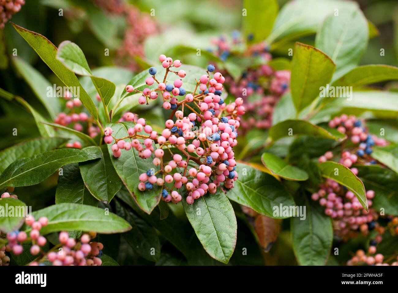 Possumhaw berries (Viburnum nudum) - USA Stock Photo
