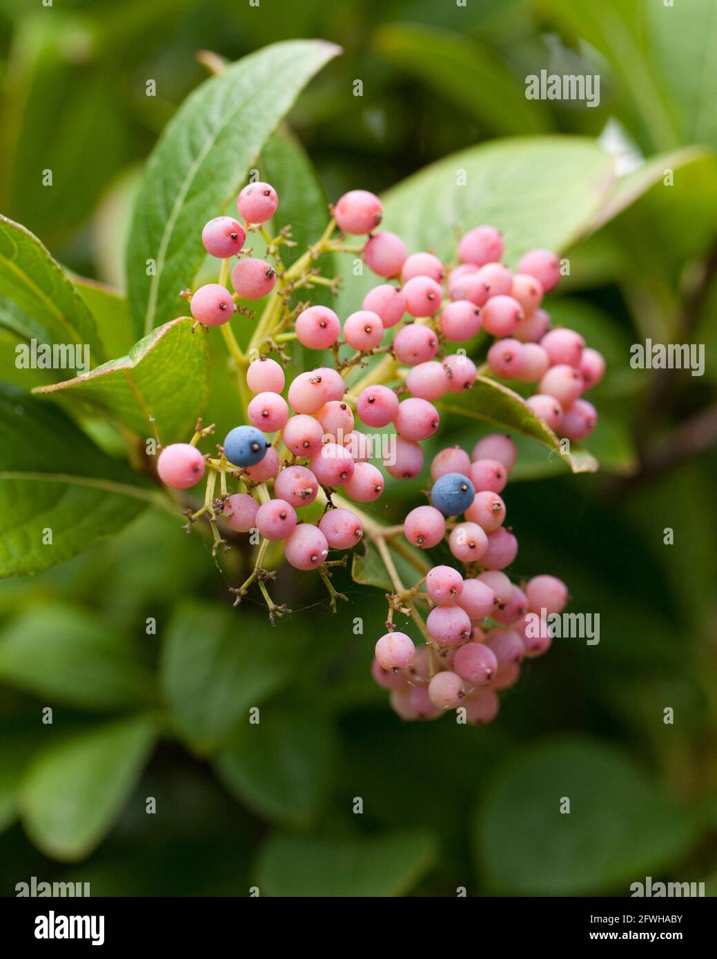 Possumhaw berries (Viburnum nudum) - USA Stock Photo