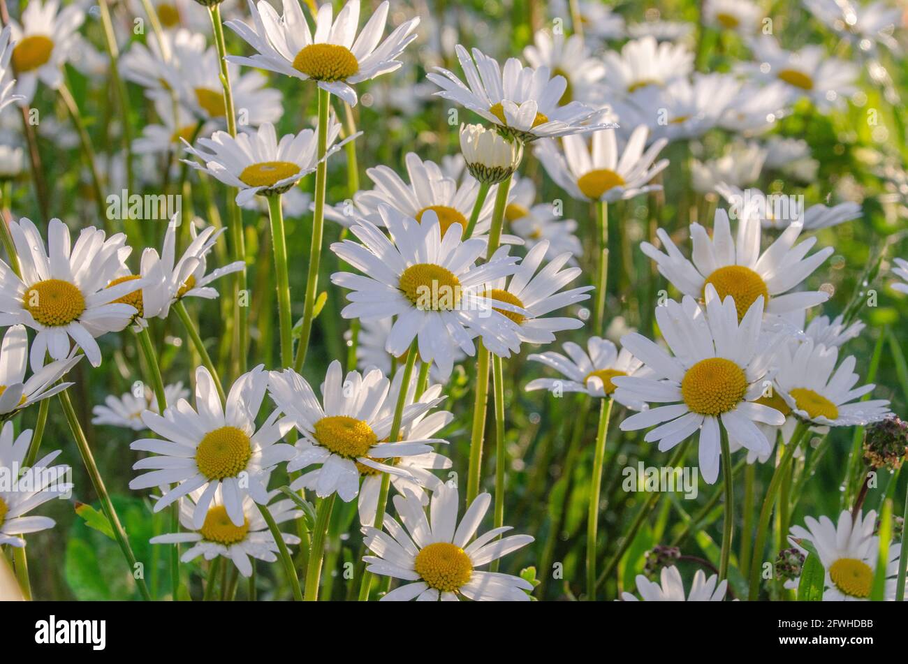 Blumen Mit Weissen Blten