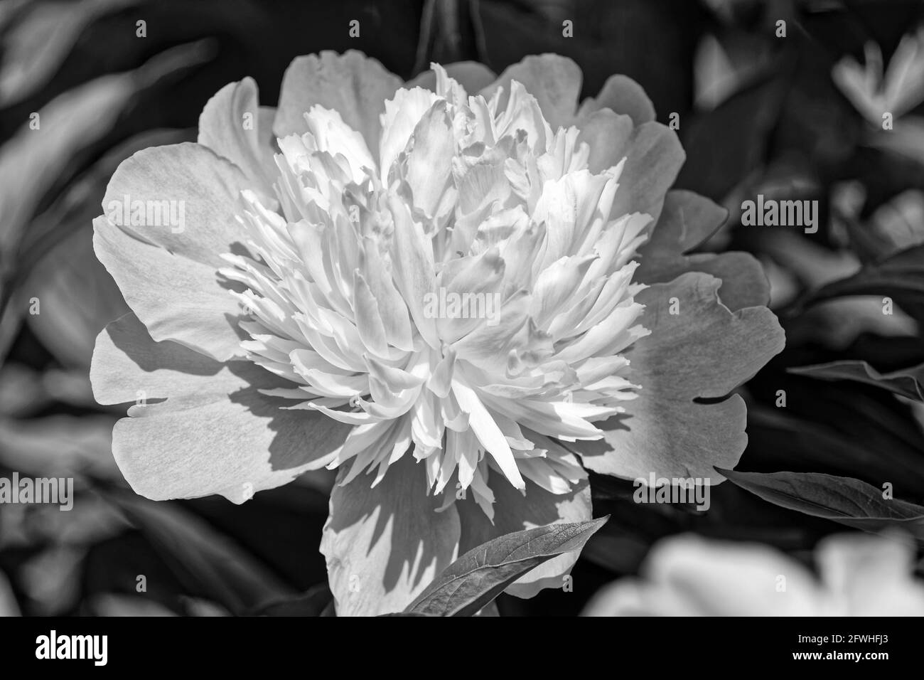 Peony (lat. Paeónia) - genus of herbaceous perennials. The only genus of the family peony (Paeoniaceae). garden flowers Stock Photo