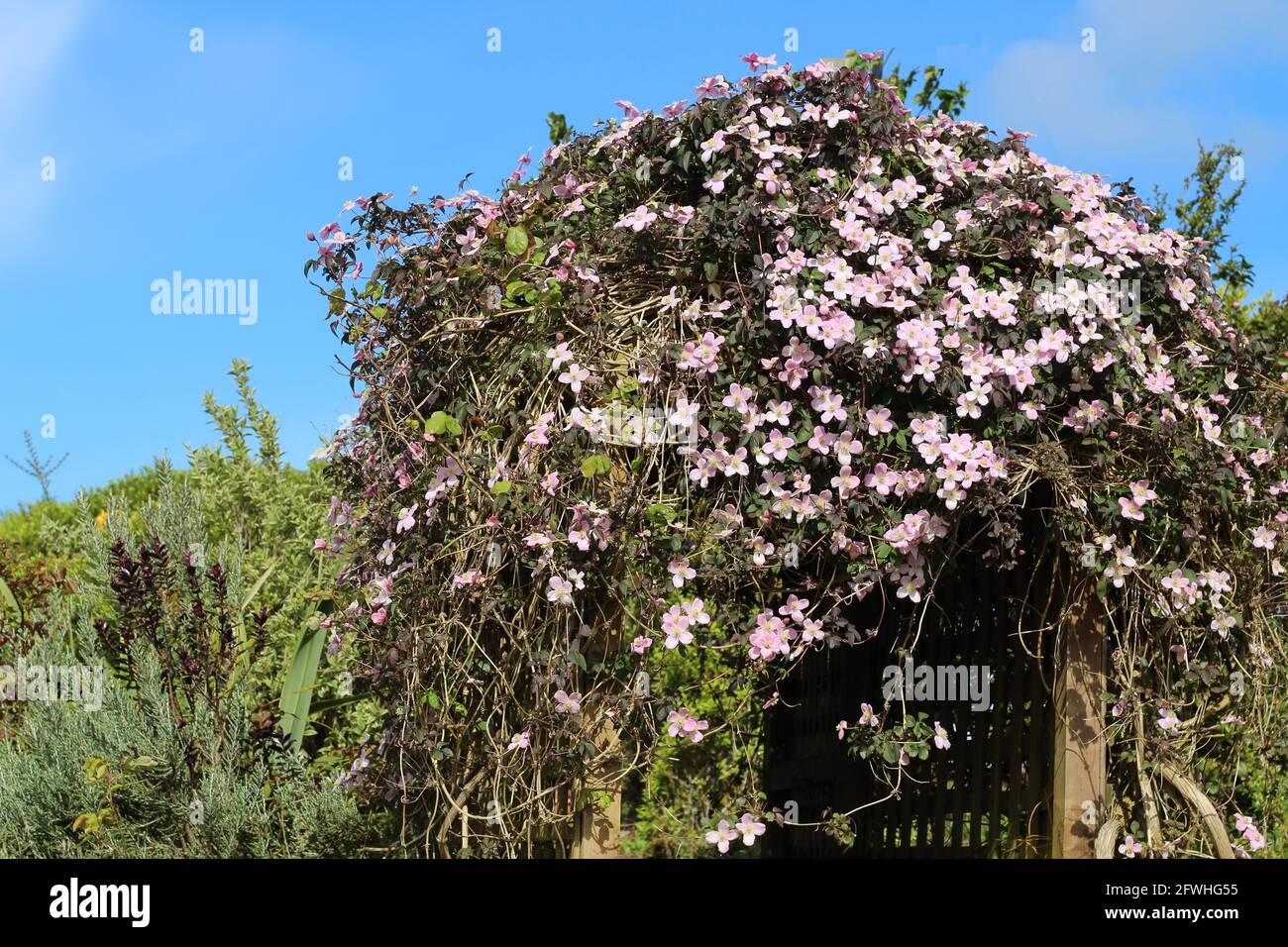 Clematis Montana flowers in bloom growing on trellis arch in garden against backdrop of blue sky Stock Photo