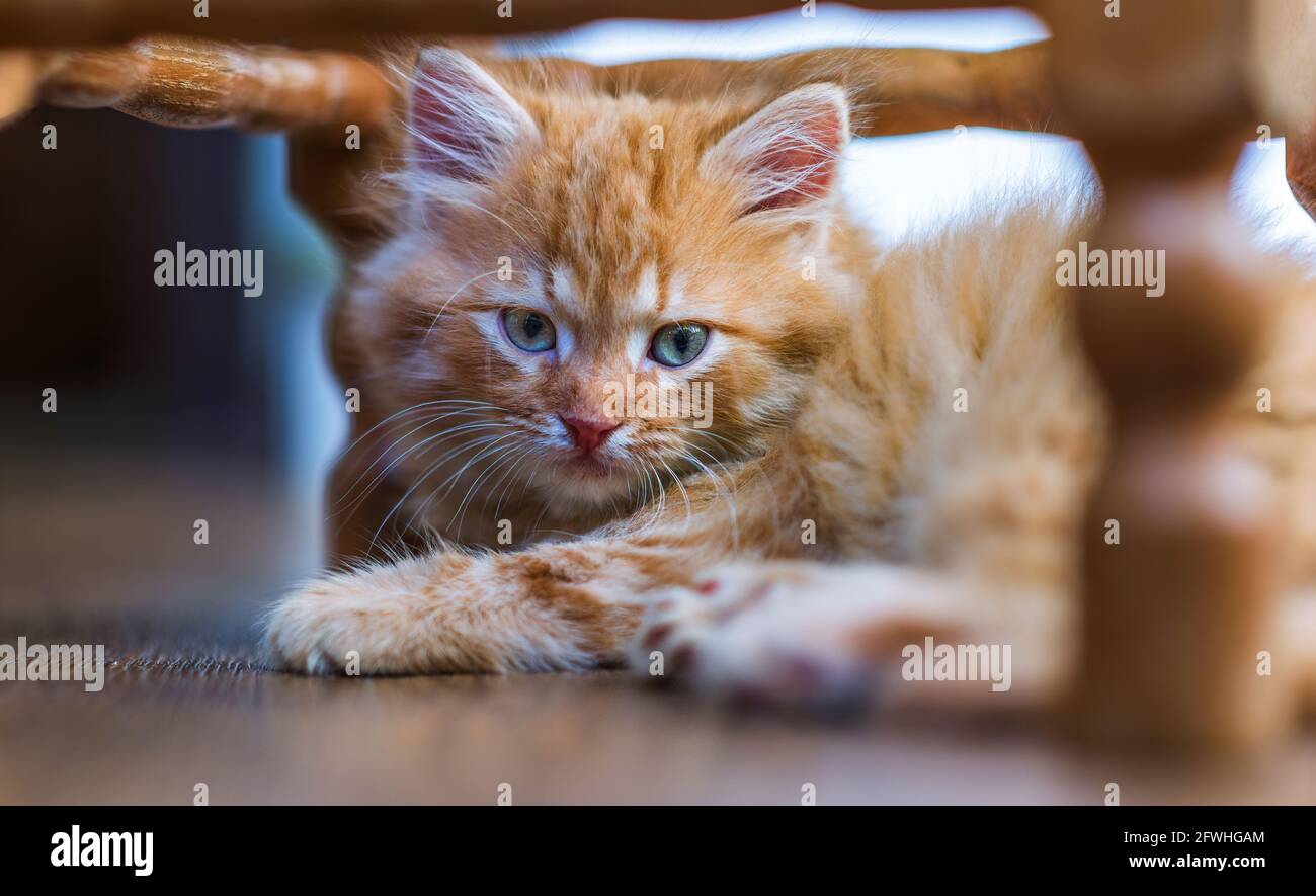 A cute little ginger kitten is lying on the floor Stock Photo - Alamy