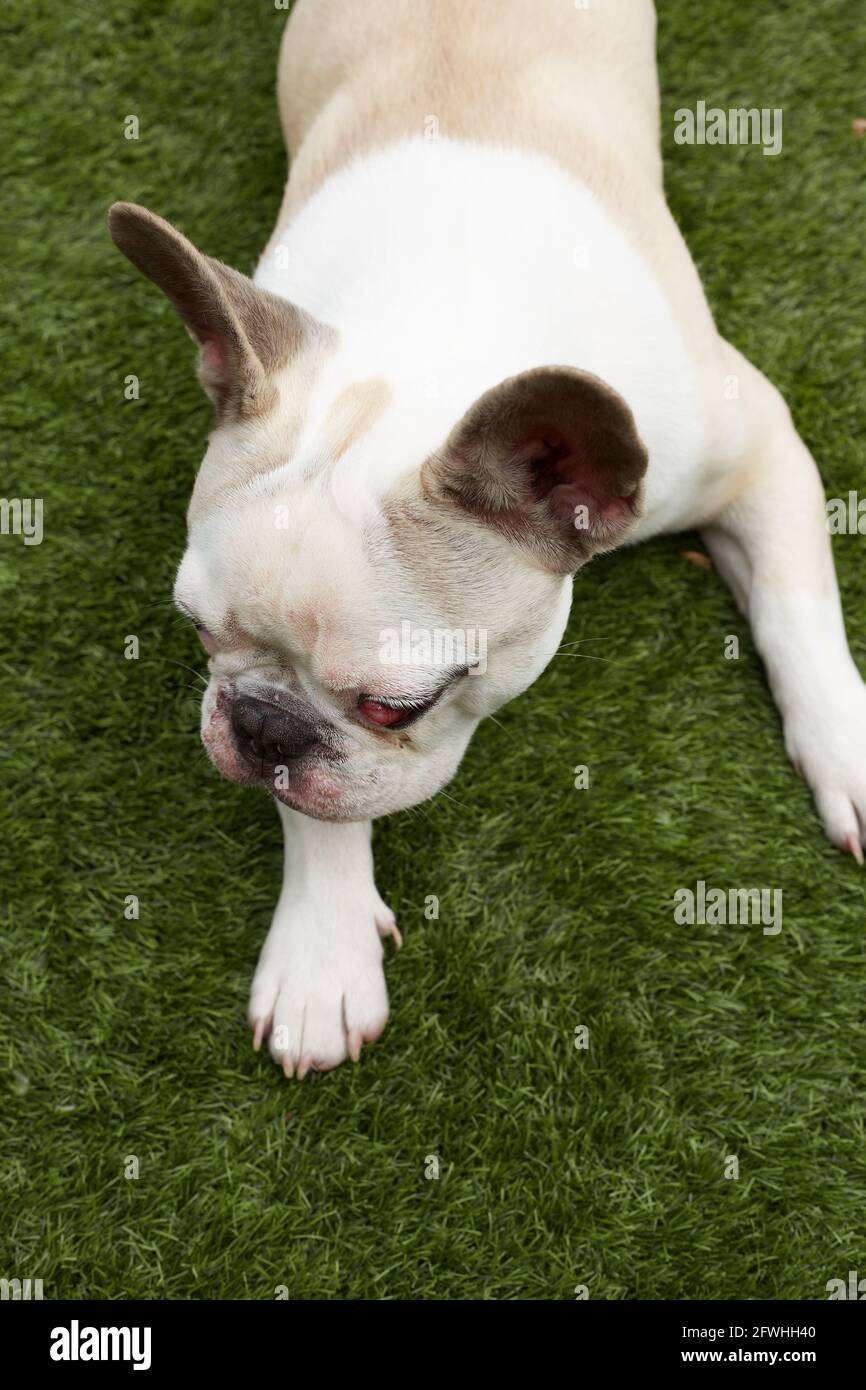 Dog nictitating membrane hires stock photography and images Alamy