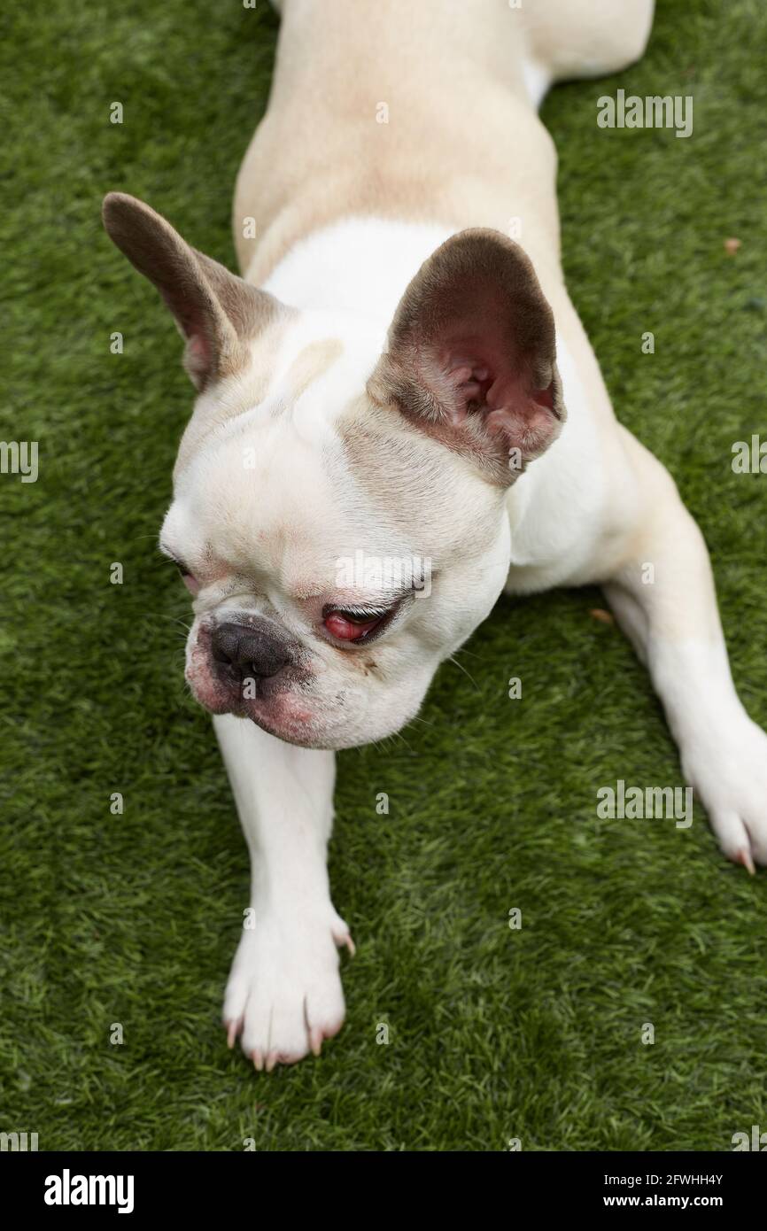 Nictitating Membrane Dog