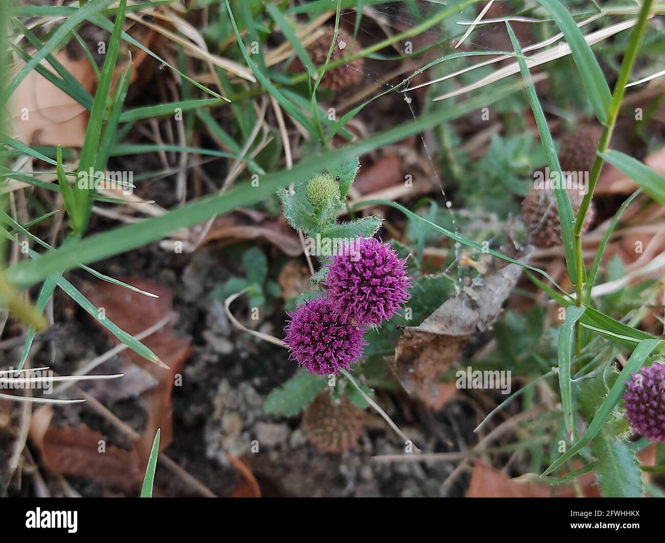 Closeup of East Indian globe thistles growing in the garden Stock Photo