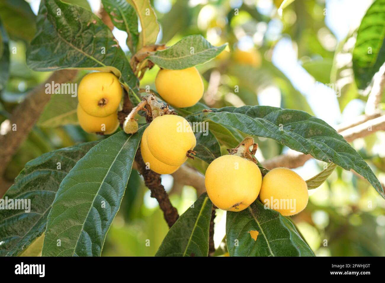 Tasty loquats fruit tree branch in summer season,healthy bio food products Stock Photo