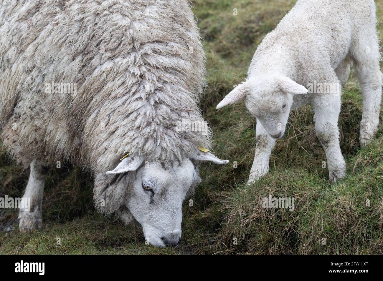 Ewe and lamb eat grass Stock Photo Alamy