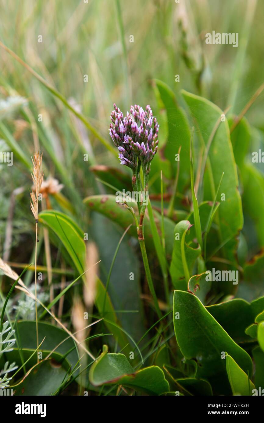 Purple sea lavender that has not yet blossomed in its natural environment Stock Photo