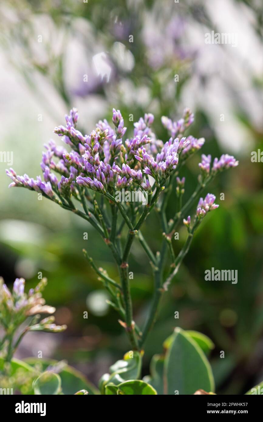 Limonium latifolium garden hi-res stock photography and images - Alamy