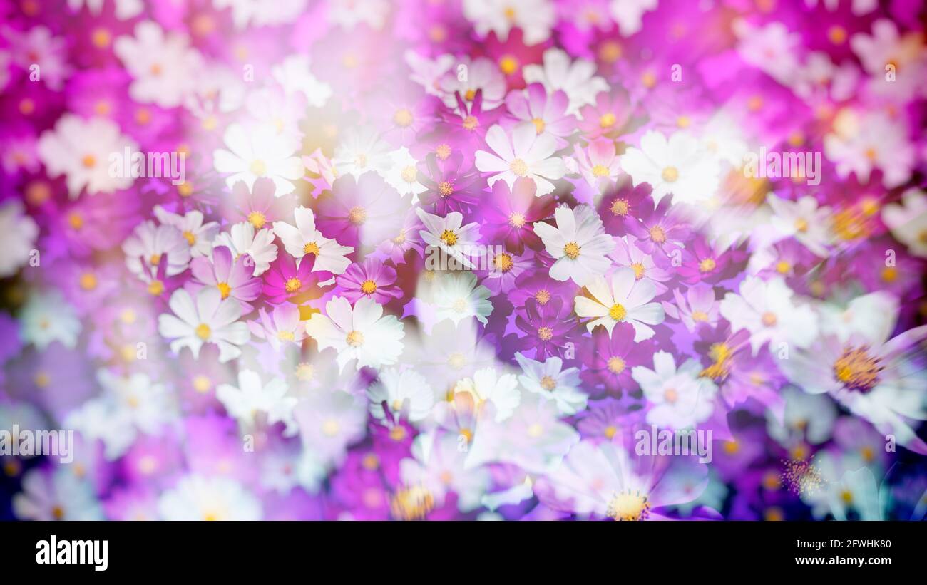 Cosmos flowers dark purple hi-res stock photography and images - Alamy