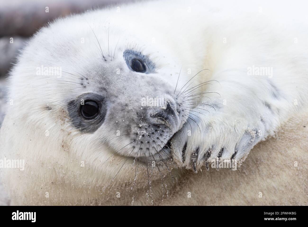 Googly eyes of a gray seal baby on Heligoland. The young animal nibbles on its fin. Stock Photo