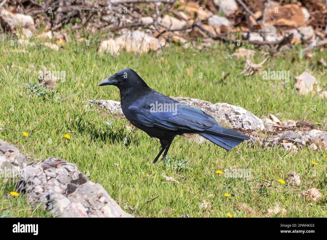 Carrion crow - Corvus corone - is a passerine bird of the family Corvidae and the genus Corvus which is native to western Europe and the eastern Palea Stock Photo