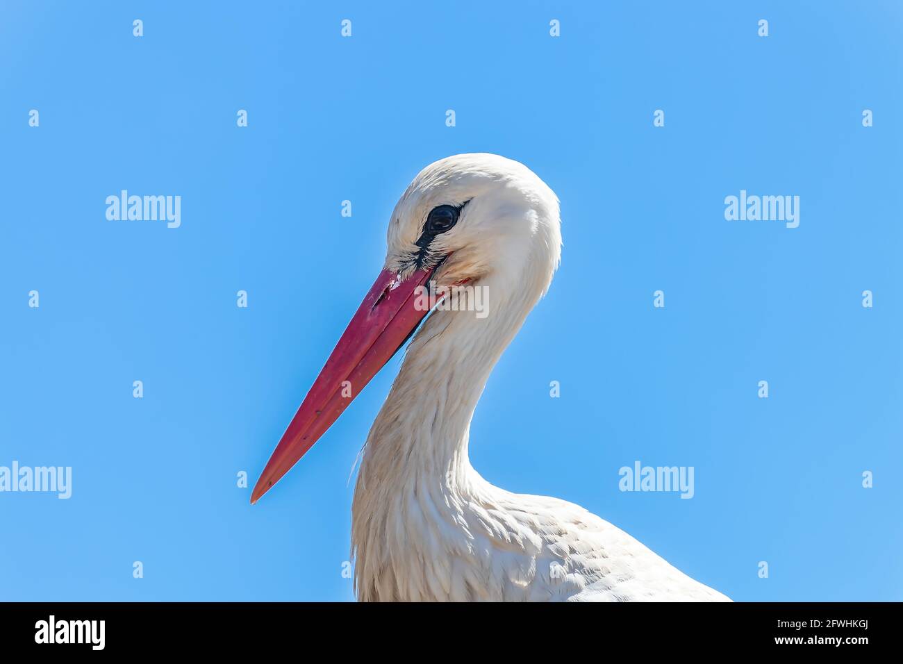Detail of head of White stork - Ciconia ciconia - in natural reserve and natutral park Donana, Andalusia, Spain Stock Photo