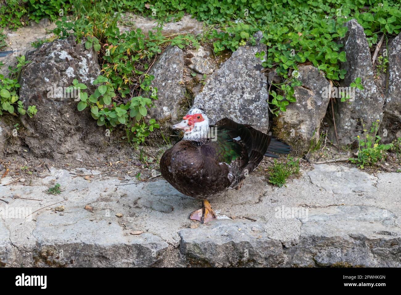 Muscovy duck,  known as creole duck, bragado, black duck or mute duck - Cairina Moschata - standing by the edge of the river Cerezuelo in Cazorla, Jae Stock Photo